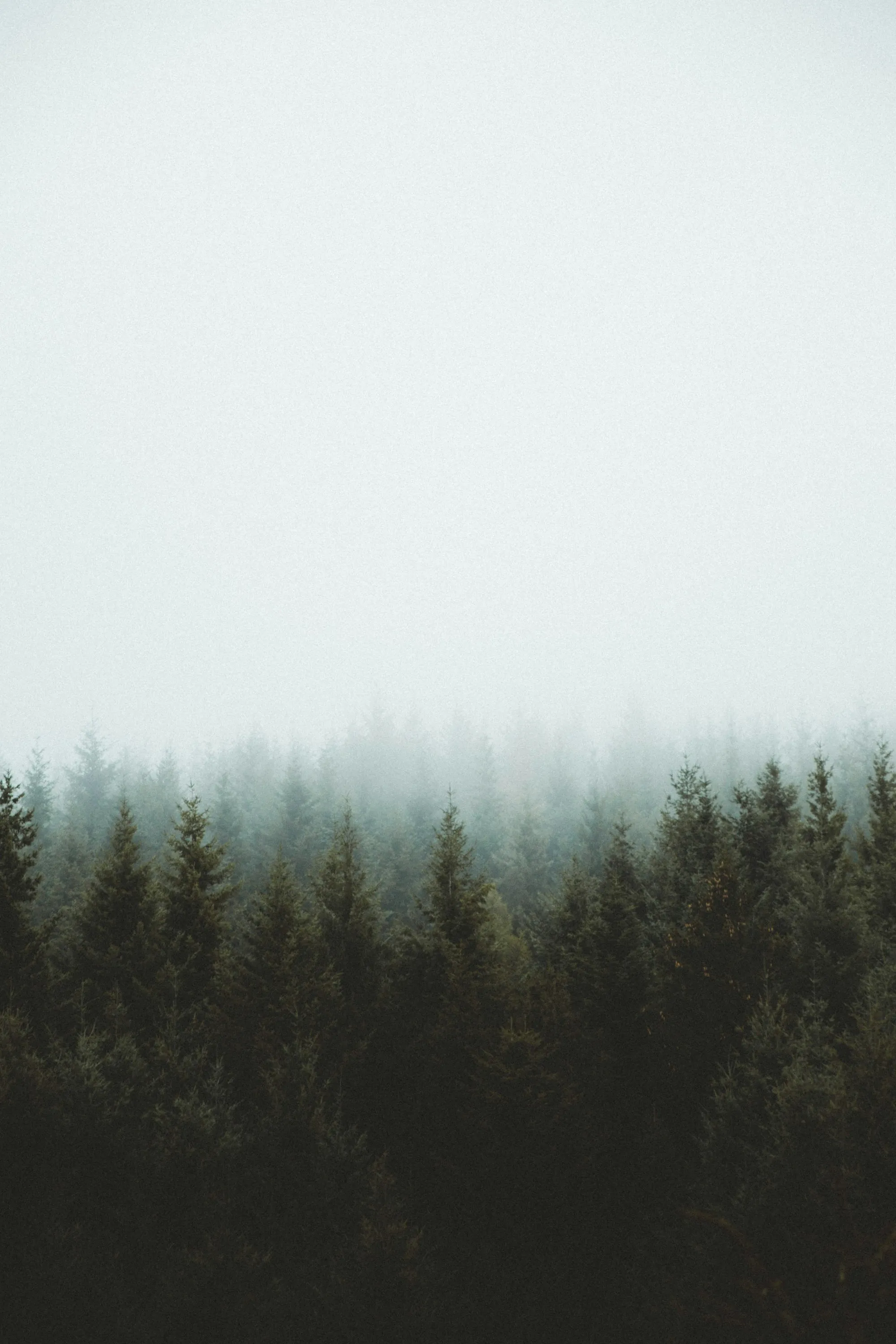 Misty spruce forest on a still winter morning